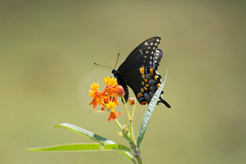 Butterfly 2019-200 / Spicebush Swallowtail (Papilio Troilus)