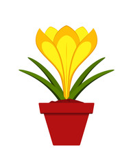 crocus in pot