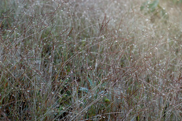 Beautiful natural background, wet fresh grass leaves with dew under sunlight in early morning, grass plant with water droplet in sunshine