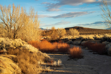 autumn winter desert plants and trees with distant hills and mountains