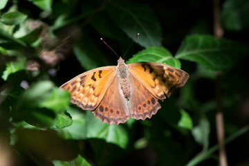 Butterfly 2019-201 / Hackberry Emperor Butterfly (Asterocampa celtis)