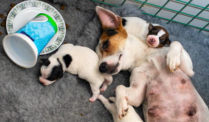 Dog puppies Jack Russell terrier right after birth. Small dogs.