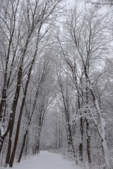 forest in winter