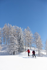 Fototapeta na wymiar Ski mountaineers on touring skis among white trees. Winter sport concept