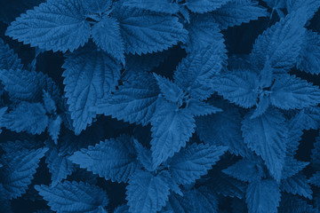 Background of young fresh nettle in color classic blue 2020. Color of the year. Monochrome photo.