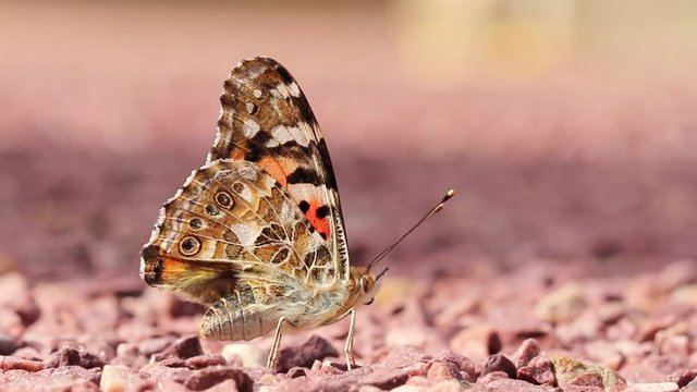 Papillon - La Belle-Dame ou Vanesse des chardons en gros plan