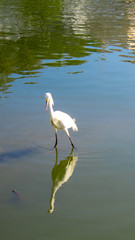 White heron in pond reflection