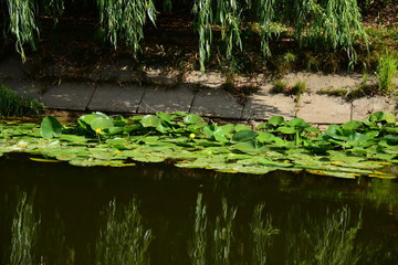 Roślinność nadwodna przy brzegu rzeki w letni pogodny dzień.