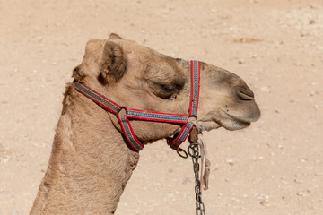 Harnessed sleepy Camel in Petra, Jordan