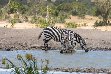 Fototapeta na wymiar Zebras at the Watering Hole, Ol Pejeta Conservancy, Kenya, Africa