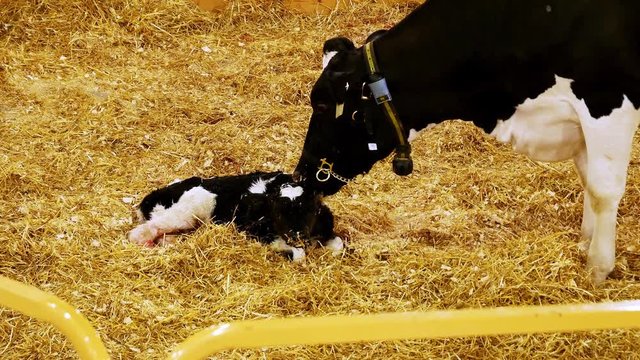 Holstein Milk Cow Mother cleaning her newborn calf who is lying on a bed of straw, by licking it with her tongue.