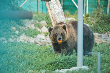 Live bear behind grids of a cage