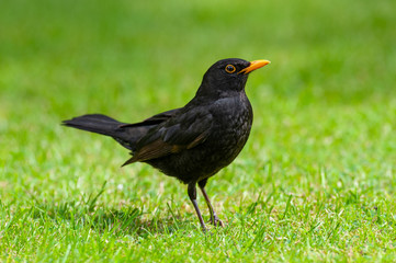 Male Blackbird on Grass Lawn 
