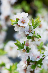 Fototapeta premium Summer Blossom 