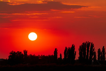 Beautiful sunset and silhouettes of the trees