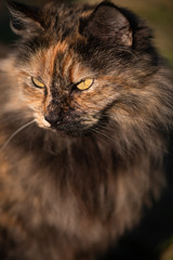 Naklejka na ściany i meble Close up Portrait of a Long Haired Tortoiseshell Cat in the Afternoon Sun