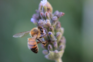 ABEJA