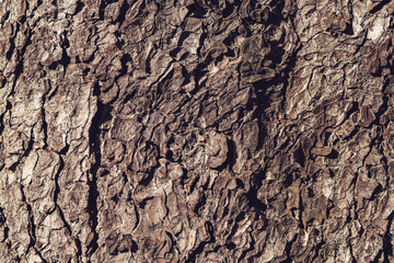 Tree bark rough texture as natural background