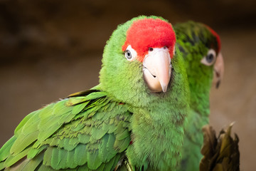 ﻿Group of parrots ( Psittacara frontatus). Green parrots.