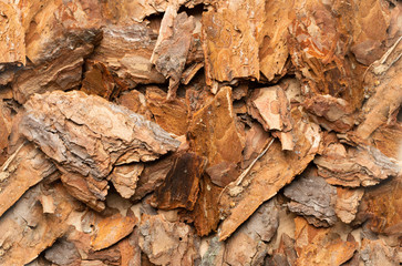 Tree Bark Texture Pattern with Copy Space for Text