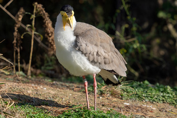 Masked Lapwing ( Vanellus miles ) standing.