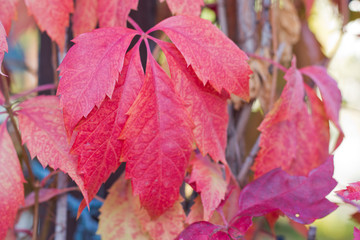 beautiful autumn red leaves of wild grape