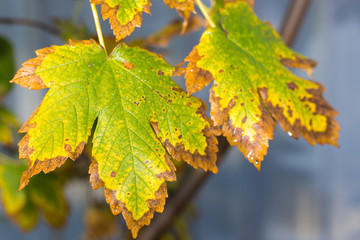 wild grape leaves on a sunny sunny day
