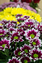 Bunch of pretty colorful chrisantemum in a flowershop, close-up, blooming bouquet for 8 march, mother's day, women's day, valentine's day