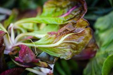 fresh lettuce close up view