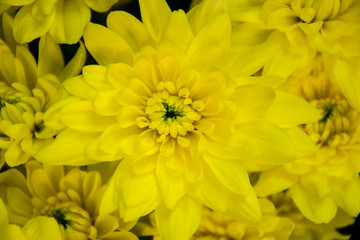 Bunch of pretty yellow chrisantemum in a flowershop, close-up, blooming bouquet for 8 march, mother's day, women's day, valentine's day