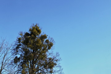 Viscum album - bushes of mistletoe on a tree.
