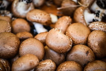 fresh mushrooms close up view