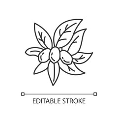 Jojoba pixel perfect linear icon. Miracle fruit. Brazilian fruit with leaves. Botany. Thin line customizable illustration. Contour symbol. Vector isolated outline drawing. Editable stroke