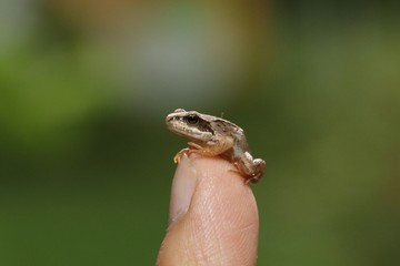 Small true frog on man finger. Selective focus