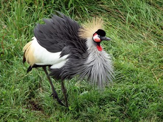 Fototapeta premium Crowned Crane