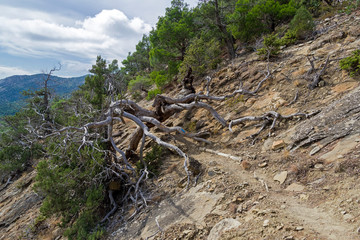 Trail on a steep mountainside.