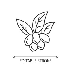 Jojoba pixel perfect linear icon. Fruits with leaves. Botany. Brazilian exotic plant. Miracle fruit. Thin line customizable illustration. Contour symbol. Vector isolated drawing. Editable stroke