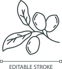 Jojoba pixel perfect linear icon. Exotic fruits. Botany. Miracle fruit. Brazilian plant. Thin line customizable illustration. Contour symbol. Vector isolated outline drawing. Editable stroke