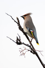 Bohemian Waxwing (Bombycilla garrulus)