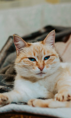 Portrait of a beautiful orange blue-eyed cat
