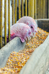 Turkeys eat grain in a poultry farm
