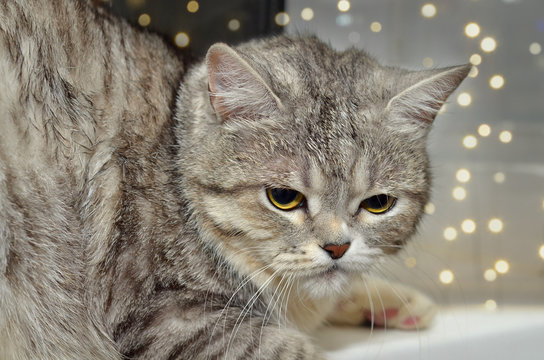 Fluffy cat sitting on the background of the window.
