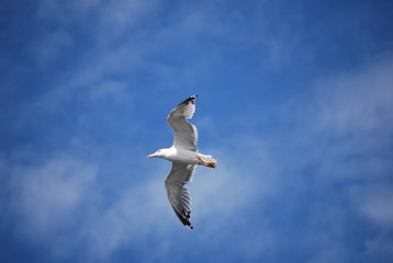 An Flying seagull in the blue sky