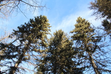 Pine Above Us, Whitemud Park, Edmonton, Alberta