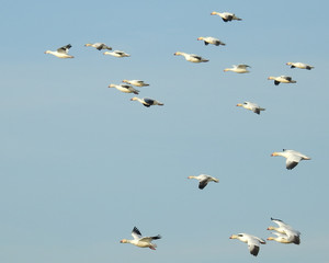 Snow geese in flight over the Colusa National Wildlife Refuge, in the Sacramento Valley, California.     