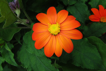 Tithonia