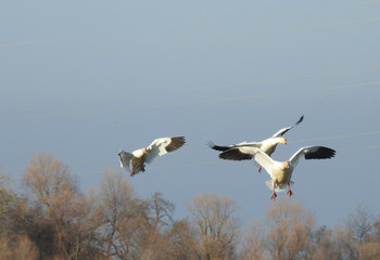 Several snow geese preparing to land at the Colusa National Wildlife Refuge in the Sacramento Valley, California.  