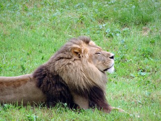 Male Lion Basking