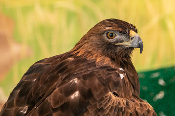 Closeup of Golden Eagle