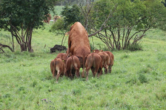 Bull mating with suckler cow  Cattle family on the grass field, big cattle mating